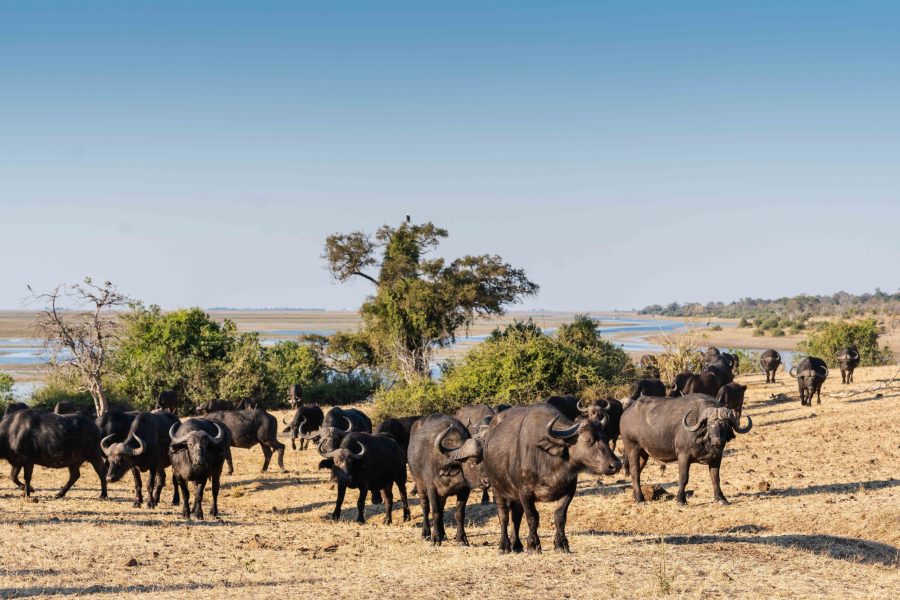 Bots_Chobe Noka_Buffalo 1