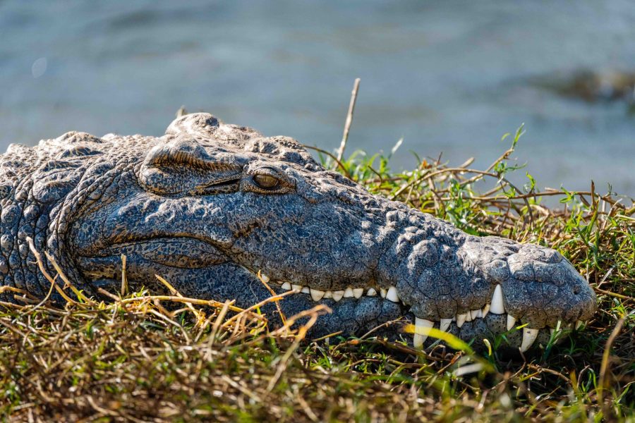Bots_Chobe Noka_Crocodile 1
