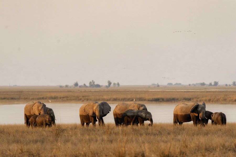 Bots_Chobe Noka_Elephant 1