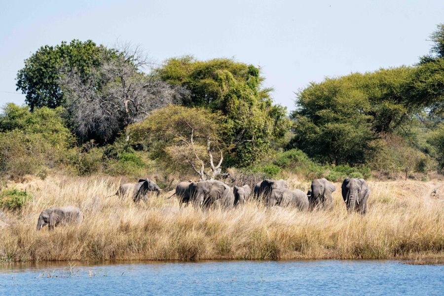 Bots_Chobe Noka_Elephant 2