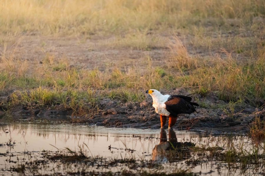 Bots_Chobe Noka_Fish Eagle 1