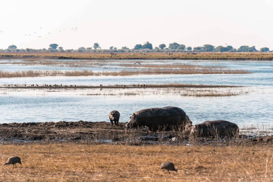 Bots_Chobe Noka_Hippo 1