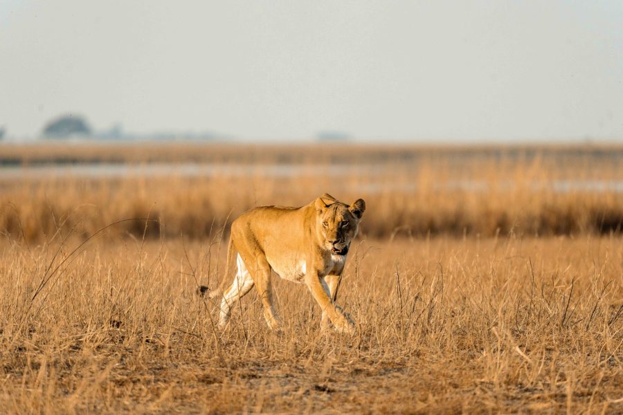 Bots_Chobe Noka_Lion 1