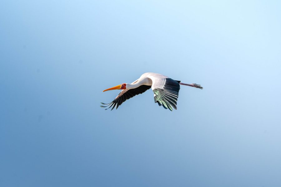 Bots_Chobe Noka_Yellow-billedf Stork 1