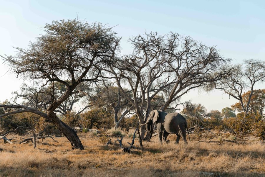 Bots_Wilderness Dawning Mobile_Elephant 1