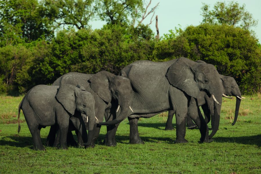 Bots_Wilderness Dawning Mobile_Elephant 3