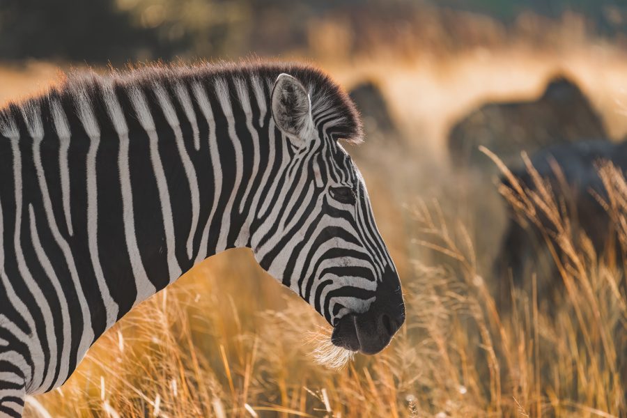 Bots_Wilderness Dawning Mobile_Zebra 1