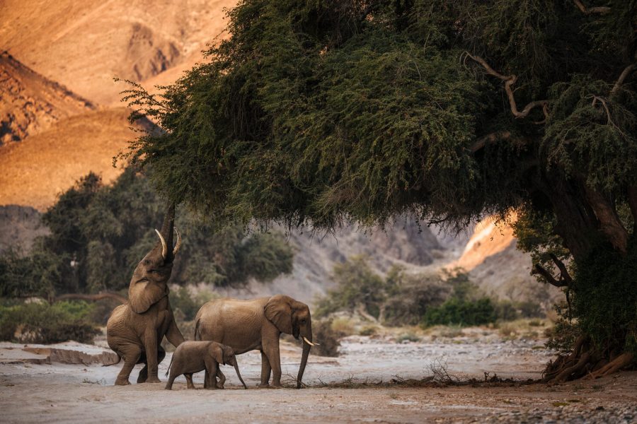WD_15Day_Damaraland-Elephants