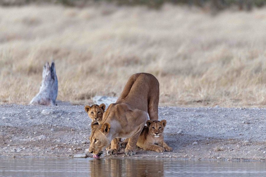 WD_15Day_Etosha-Lions