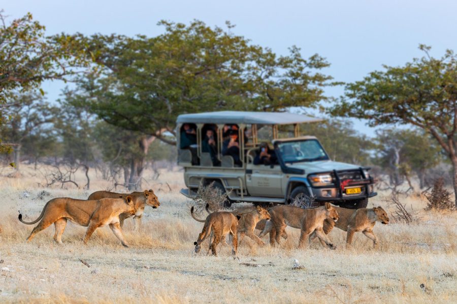 WD_15Day_Lions-Game-Drive