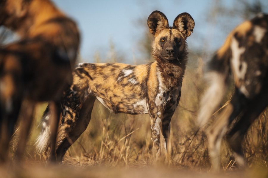 WD_9Day_Wild-Dogs